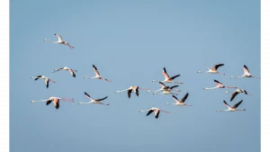 Descubre el birding en Tarifa