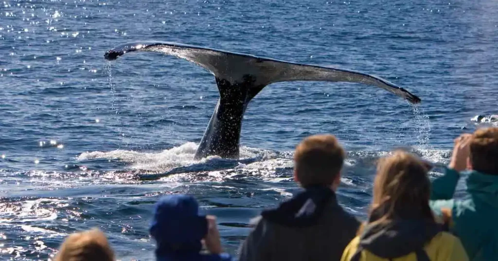 Foto de un grupo de personas viendo la cola de una ballena en el mar