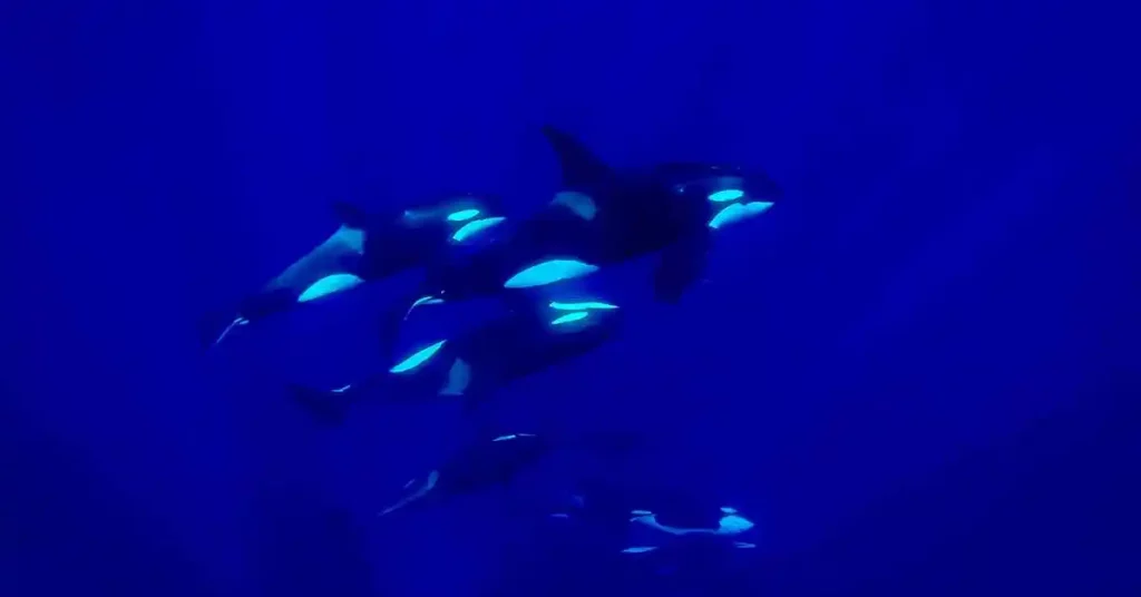 Manada de orcas en libertad bajo el agua